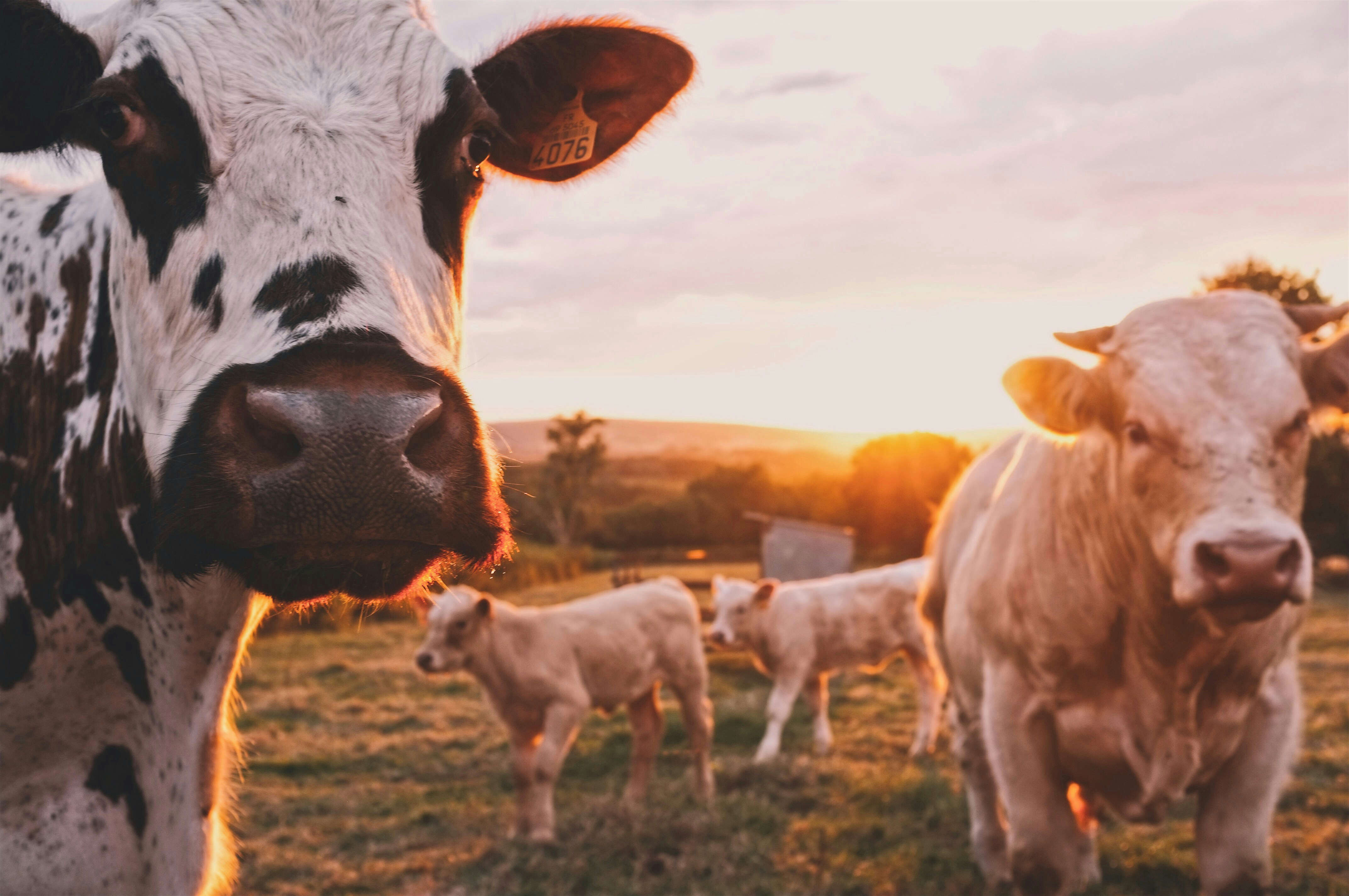 Dairy Products
